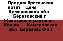 Продам британских котят › Цена ­ 1 500 - Кемеровская обл., Березовский г. Животные и растения » Кошки   . Кемеровская обл.,Березовский г.